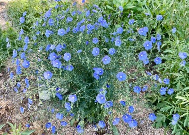 Profuse periwinkle blue flowers brighten the spring garden.