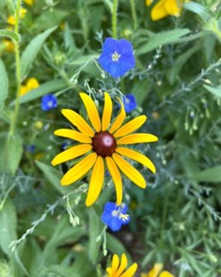 Blue Flax blooming in a prairie with black-eyed Susan.