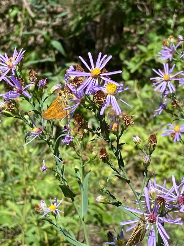 Moth on a purple aster with yellow center.