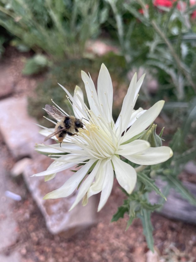 Bee gathering nector on the white flower of Mentzelia nuda. Photo by Sharon O'Brien.