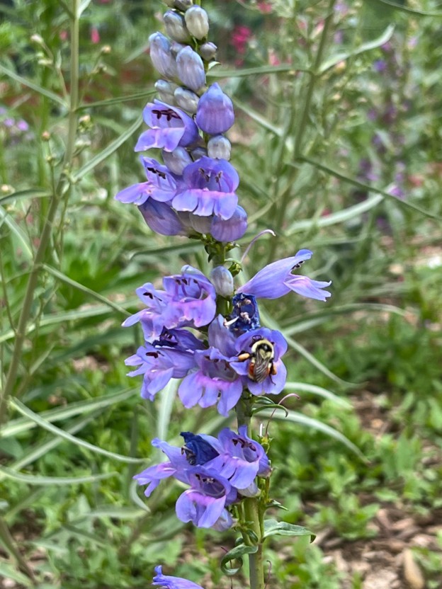 Bee on blue Penstemon flower.
