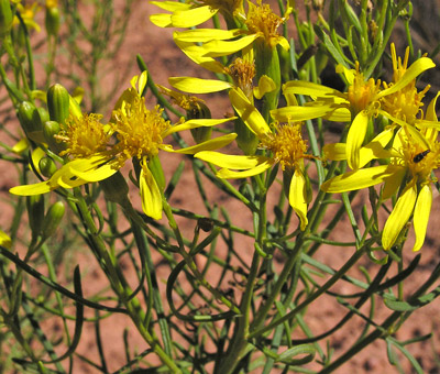 Daisy like flower in the Senecio genus with yellow petals.