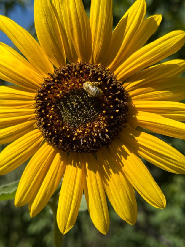 Bee on the flower of native sunflower Helianthus annuus