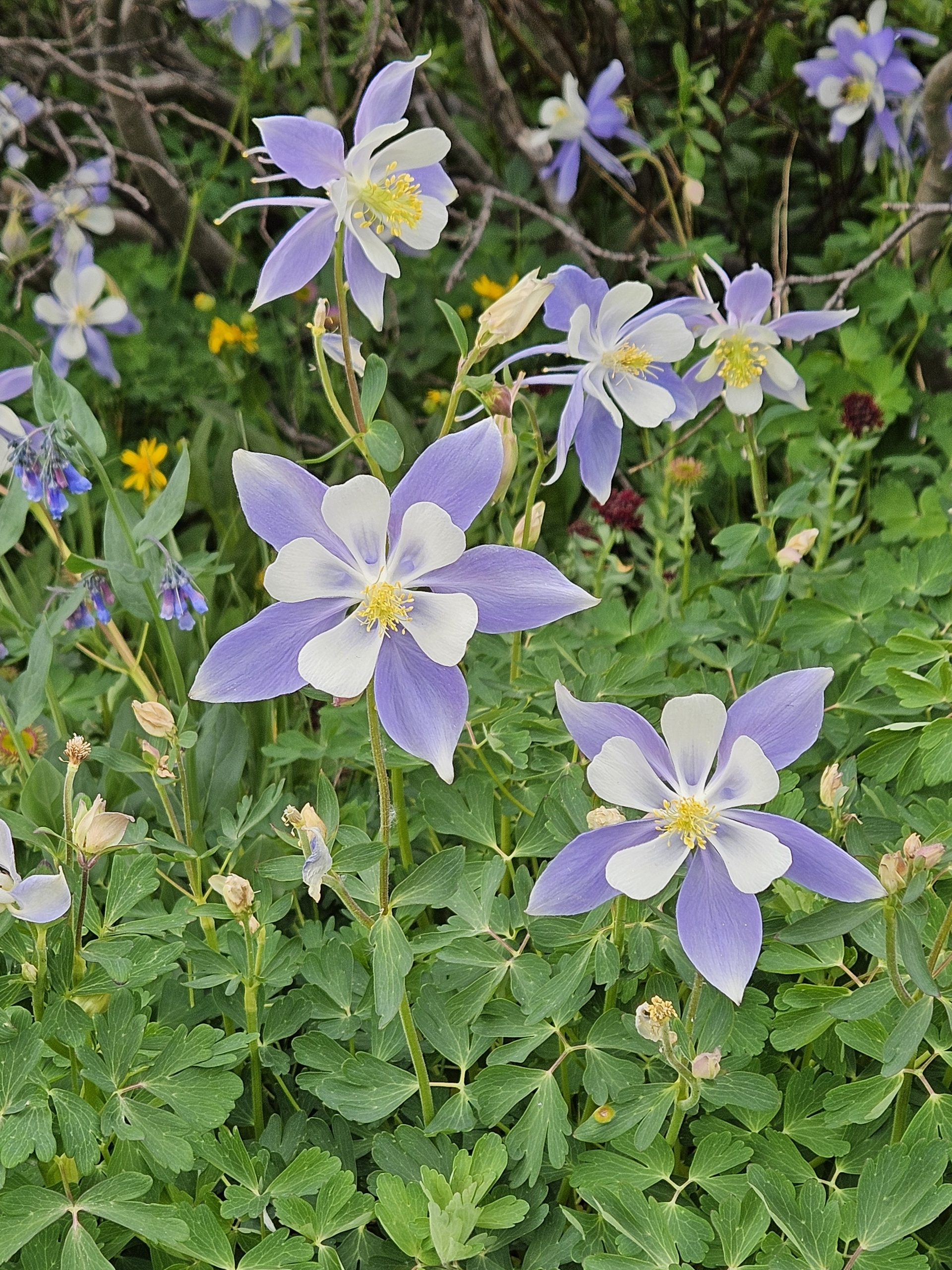 Aquilegia coerulea (Rocky Mountain Columbine, Blue Columbine) by Idelle Fisher