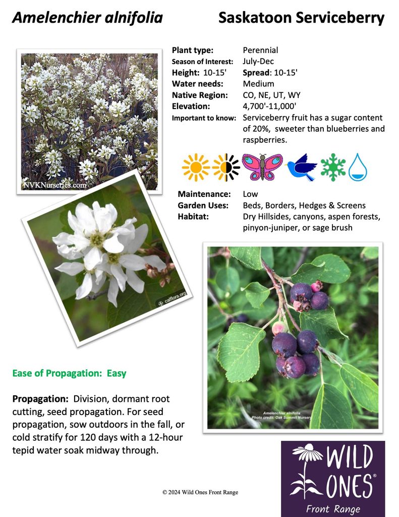 Amelanchier alnifolia (Saskatoon Serviceberry) – Shrub / Small Tree – Colorado Native Plant Species Sheet