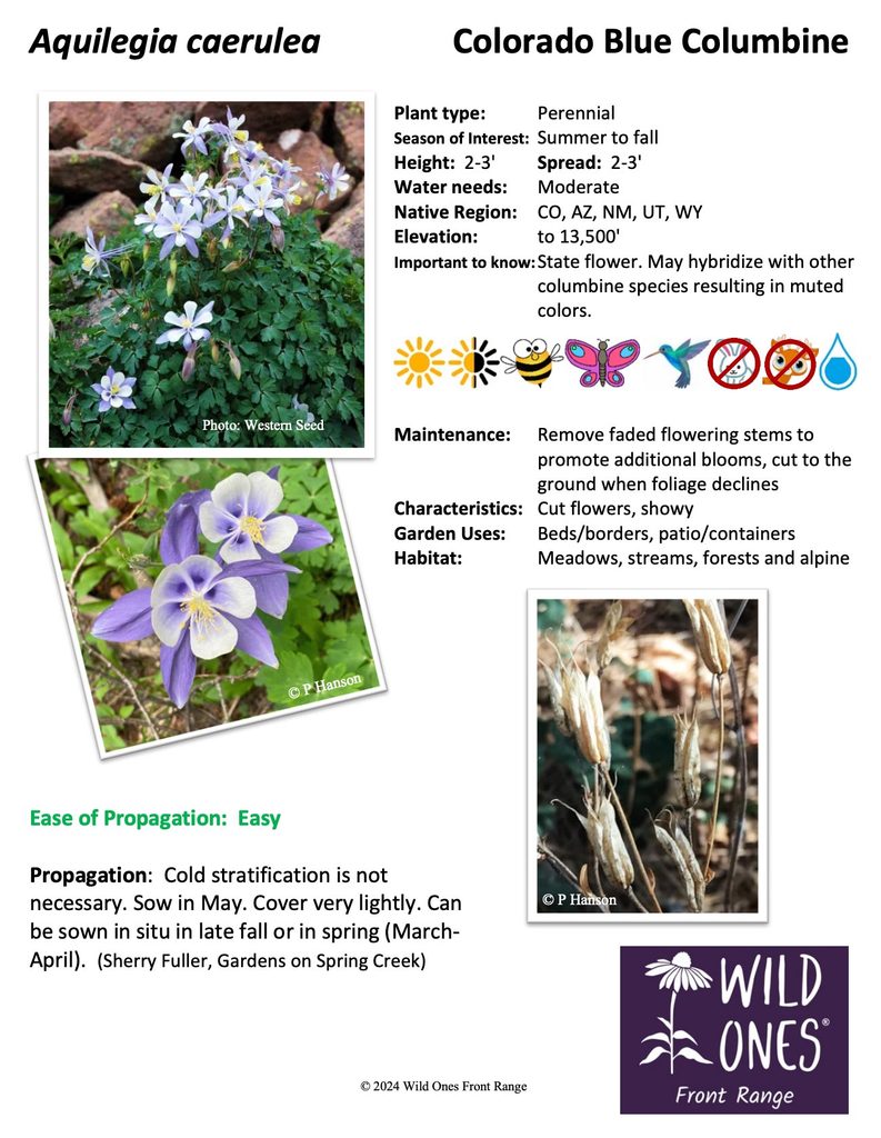 Aquilegia coerulea (Rocky Mountain Columbine, Blue Columbine) - Perennial Forb - Native Plant Species Sheet