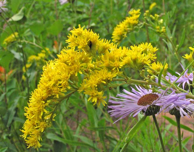 Yellow blooms or native goldenrod alongside purple asters.