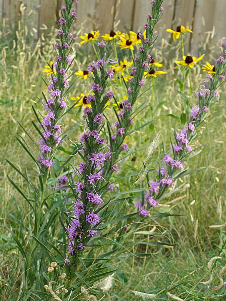 Gayfeather blooms in stiff spikes dotted with purple blooms. Yellow ray flowers of Black-eyed Susan in background.