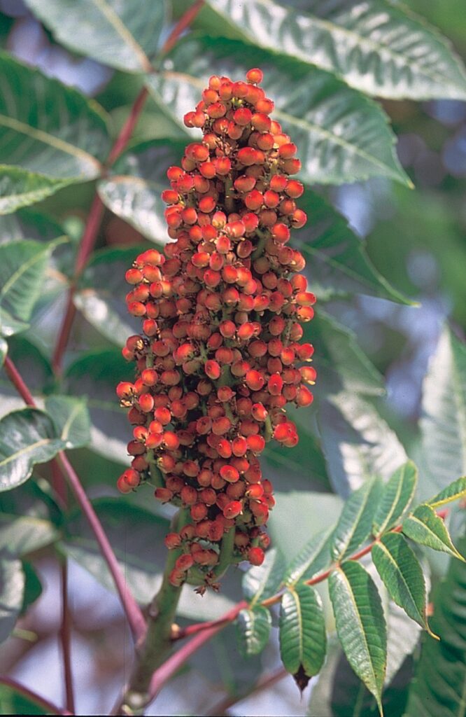 Clusters of red seed forming a vertical spike on Rhus glabra.