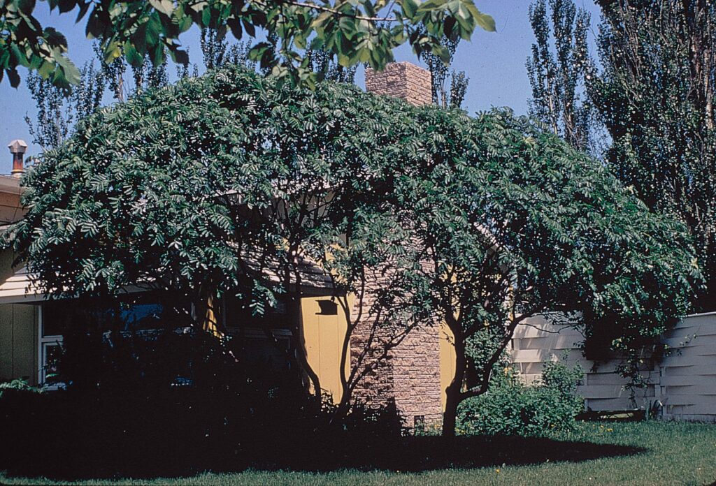 Smooth sumac canopy against a house in summer.