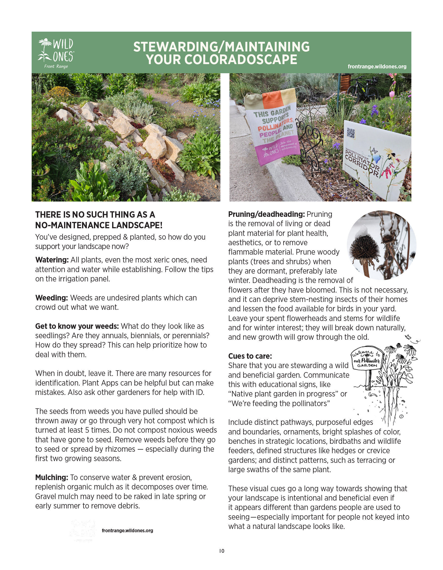 BEGINNER’S GUIDE FOR GROWING COLORADO NATIVE PLANTS from Front Range Wild Ones - Stewarding & Maintaining your Coloradoscape