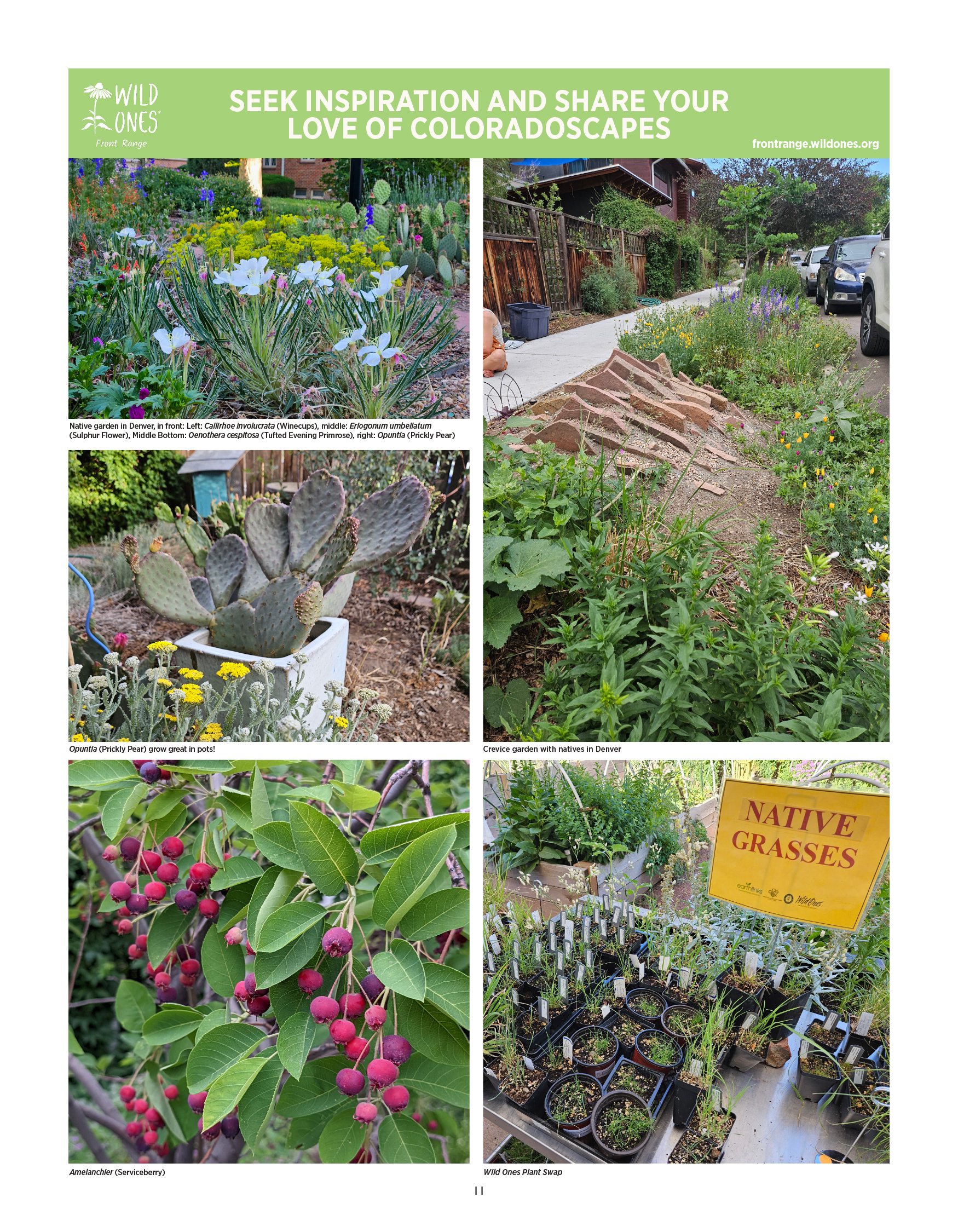 BEGINNER’S GUIDE FOR GROWING COLORADO NATIVE PLANTS from Front Range Wild Ones - Seek Inspiration and Share your love of Coloradoscapes